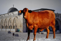  انتهاك خطير .. جماعات الهيكل تتقدّم بطلبٍ رسميٍ لذبح البقراتِ الحمراء بالأقصى