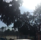 بالصور: سقوط شجرة ضخمة داخل مدرسة الرازي في اللد دون وقوع اصابات 