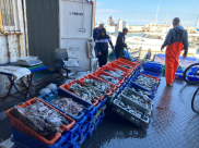 صور: خيرات بحر يافا من سوق بيع الأسماك بالميناء