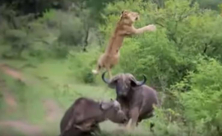 فيديو| حينما يصبح الحيوان المفترس هو الضحية !