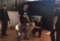  بالصور: أجواء عيد الأضحى المبارك وذبح الأضاحي في مدينتي يافا والرملة