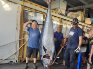 اصطياد سمكة تونة ضخمة في بحر مدينة يافا 