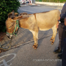 الشرطة: اعتقال عربيين من يافا تل ابيب بشبهة التنكيل بأتان