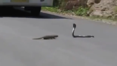 فيديو: الملايين يتابعون مبارزة بين نمس وكوبرا