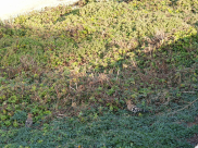 شاهد: طائر الهدهد النادر بالقرب من شاطئ بحر يافا