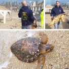   يافا: العثور على سلحفاة بحرية كبيرة على شاطئ الجبلية