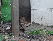  فيديو: العثور على أفعى كبيرة قرب بوابة المدرسة الراشدية في اللد 