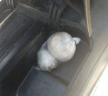 فيديو: ضبط شاب من اللد بحوزته كميات من السموم 