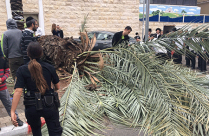 فيديو: إصابة متوسطة لمواطن اثر سقوط شجرة ضخمة عليه في بني براك