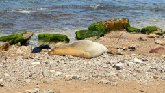  لليوم الثالث: الفقمة "يوليا" تجذب اليها السياح والمهتمين وهواة التصوير 