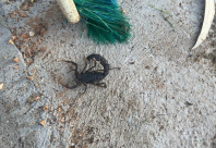   احذروا فصل الصيف ومخاطره .. الأفاعي والعقارب تخرج من جحورها !