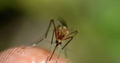 حمى النيل الغربي : 68 مصابا - وفاة شخصين و14 بحالة خطيرة