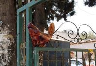 مجهولون يعلقون رأس خنزير على بوابة كنيس بمنطقة المركز