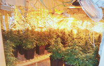  ريشون لتسيون: ضبط مختبر لزراعة المخدرات واعتقال مشتبه من تل ابيب 