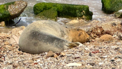ما علاقة الفتى محمد باسم الفقمة "يوليا" الرابضة أمام شاطئ العجمي ؟! 