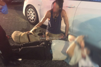  كلب يهاجم شخص في شارع شديروت يروشلايم بيافا واصابته متوسطة 