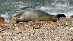 وأخيراً: بعد أن تركت يافا .. "يوليا" تسكن حالياً في تل أبيب