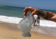 بالصور: زيارة مبكرّة لقناديل البحر إلى شواطئ مدينة يافا 