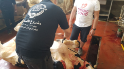   يافا: جمعية يافا للاغاثة الانسانية عنوانكم لإحياء سنة العقائق والنذور