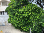 بالصور: سقوط شجرة في شارع مندس فرانس بيافا دون إصابات