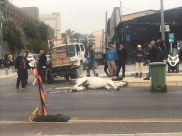 فيديو: اصابة حصان بعد حادث اصطدام مع مركبة في يافا 