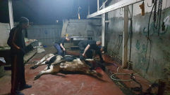 فيديو: جمعية يافا تذبح عجلين لتوزيع لحومها على العائلات المستورة في يافا