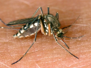 بعد الكشف عن اصابة بحمى الضنك في إسرائيل: اليكم كافة المعلومات 