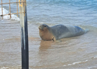 بعد أن اختفت لعدة أيام .. يوليا تظهر على شاطئ بمنطقة المركز