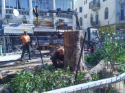 يافا: اقتلاع شجرة عمرها تجاوز الـ100 عام في شارع النزهة بسبب القطار الخفيف