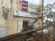 بالصور: سقوط شجرة ضخمة في مدينة اللد بسبب الرياح العاصفة