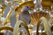 فيديو: الحمامة التي تأبى ترك مسجد الجبلية في يافا ! 