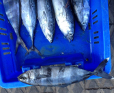 بالفيديو: الصيادون في ميناء يافا يصطادون 3 سمكات نادرة