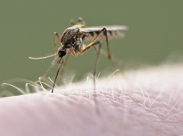 وزارة الصحة: 74 مصابا بحمى النيل الغربي حتى الان في البلاد