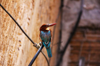 احد الطيور في مدينة يافا - تصوير محمد عكيلة