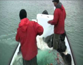  من أرشيف يافا 48 - جولة مع صيادي ميناء يافا عام 2011 