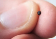 بحجم حبة الملح: أصغر كاميرا في العالم