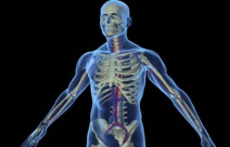 متى تبدأ صحة الجسم بالتدهور ؟