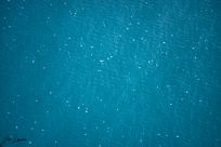 وصول أسراب كبيرة من قناديل البحر الى شواطئ البلاد