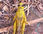  صورتي الأجمل: جرادة صفراء ضخمة في مدينة يافا 