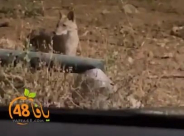  رصد قطيع من الثعالب داخل حي النزهة في مدينة يافا 