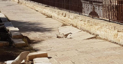  بالصور انهيار وشيك في طريق داخل الأقصى