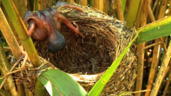 فيديو: طائر الوقواق اللئيم ومدى اللؤم الذي يقترفه