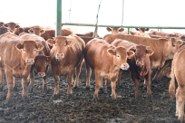 جمعية يافا: سارعوا للاشتراك في مشروع احياء سنة الأضاحي لهذا العام 