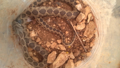 مع ارتفاع درجات الحرارة - الأفاعي تخرج من جحورها .. احذروا