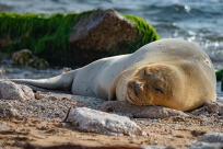 يافا: اهتمام بالفقمة بعد خروجها على شاطئ العجمي ومنحها اسم "يوليا"