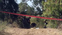  اتهام شاب من نابلس بقتل صديقته قرب يافا 