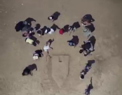 شاهد: فعالية النحت بالرمل على شاطئ الجبلية "الريف" بيافا