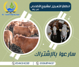 جمعية يافا تُطلق حملة جمع الاشتراكات لمشروع الأضاحي لعام 2023 