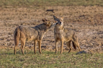 يافا: سكان جنوب حي الجبلية يشتكون من تكاثر حيوانات برية بين بيوتهم