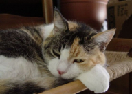 فيديو: قطة تتبنى زوجاً من صغار السناجب